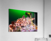Cabezon Fish Acrylic Print