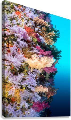 Colorful reef wall Canvas Print