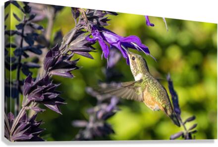 Hummingbird feeding Canvas Print