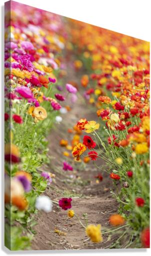 Ranunculus flowers in field Canvas Print