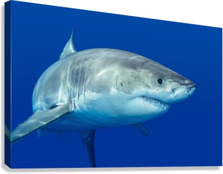 Great white shark Canvas Print