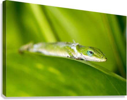 Gecko in rainforest Canvas Print