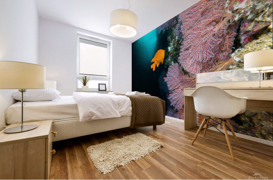 California reef Mural print