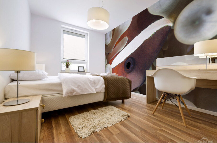Clown Fish Mural print