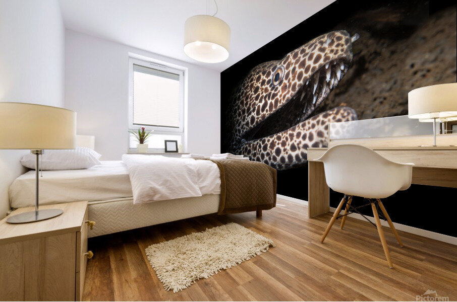 Leopard and laced moray eel Mural print