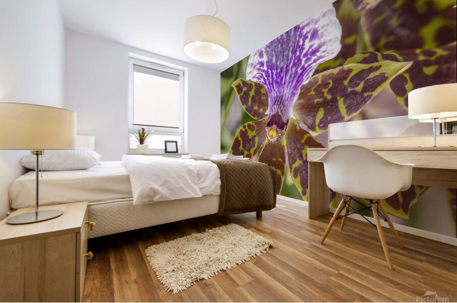 Blooming orchid Mural print