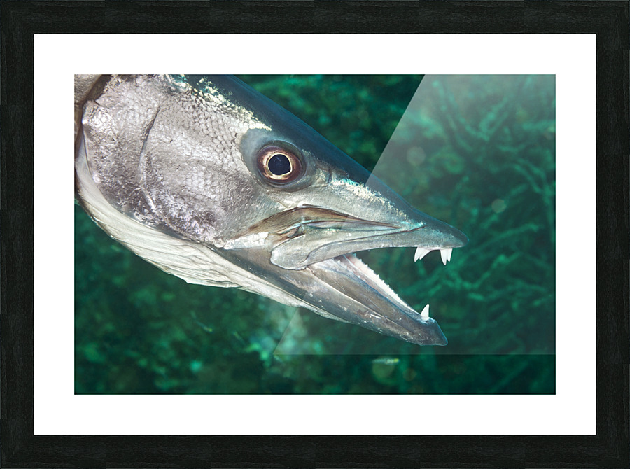 Barracuda Picture Frame print