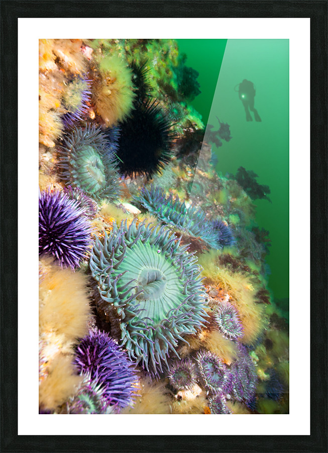Anemones on reef Picture Frame print