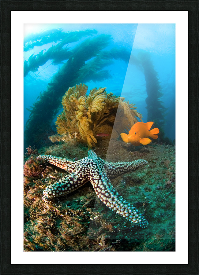 Ocean reef scenery Picture Frame print