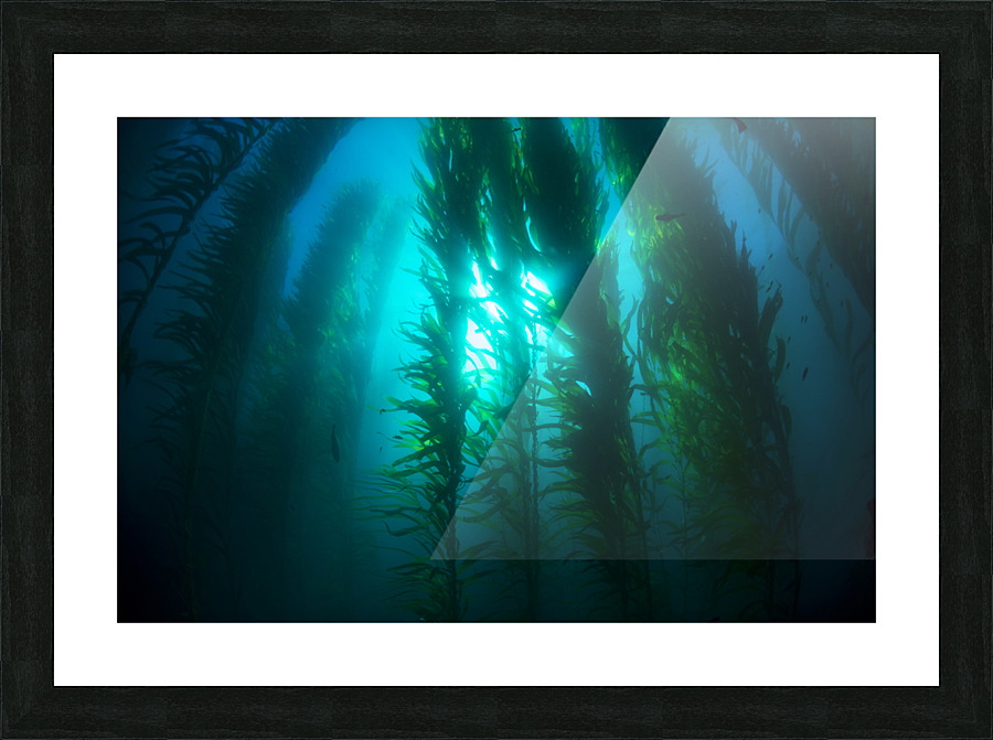 Kelp bed Picture Frame print