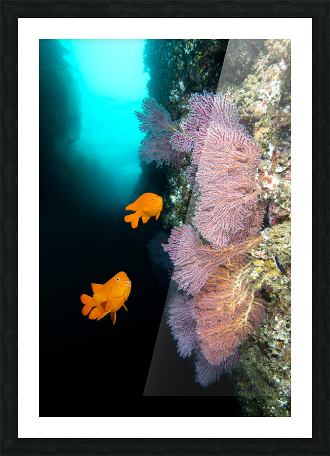 California reef Picture Frame print