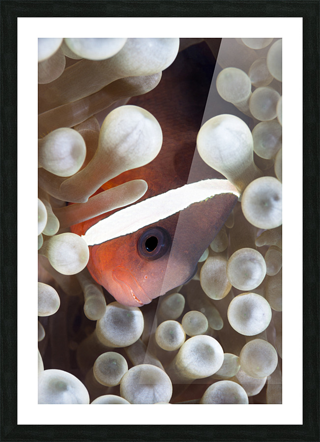 Clown Fish Picture Frame print
