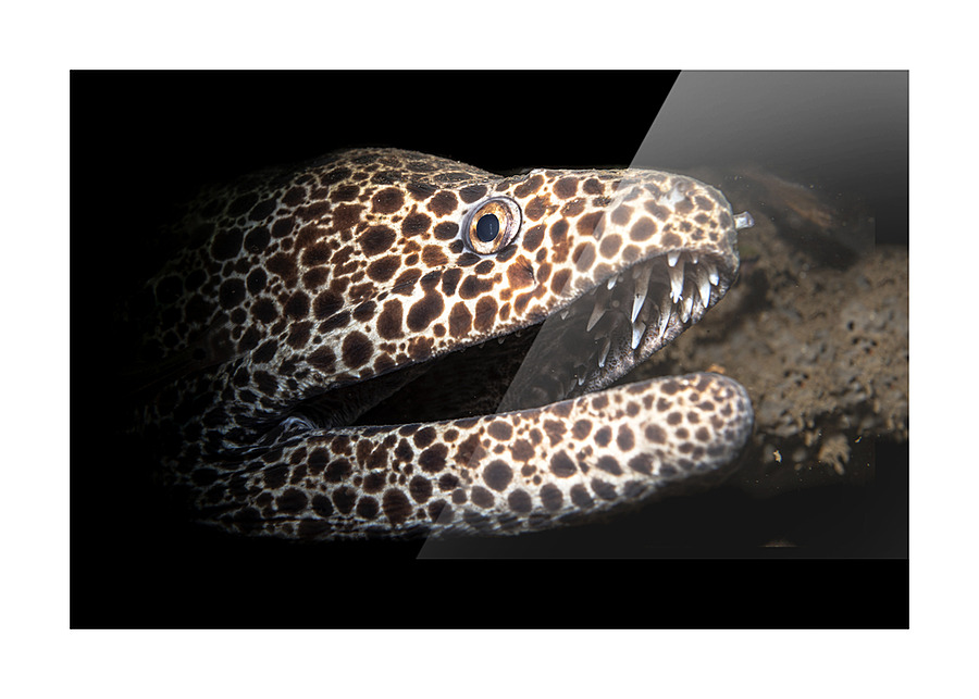 Leopard and laced moray eel Picture Frame print
