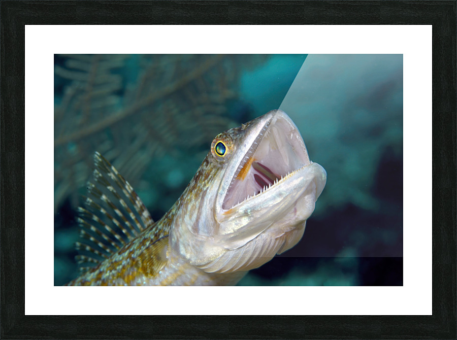 Hunting Lizard Fish Picture Frame print