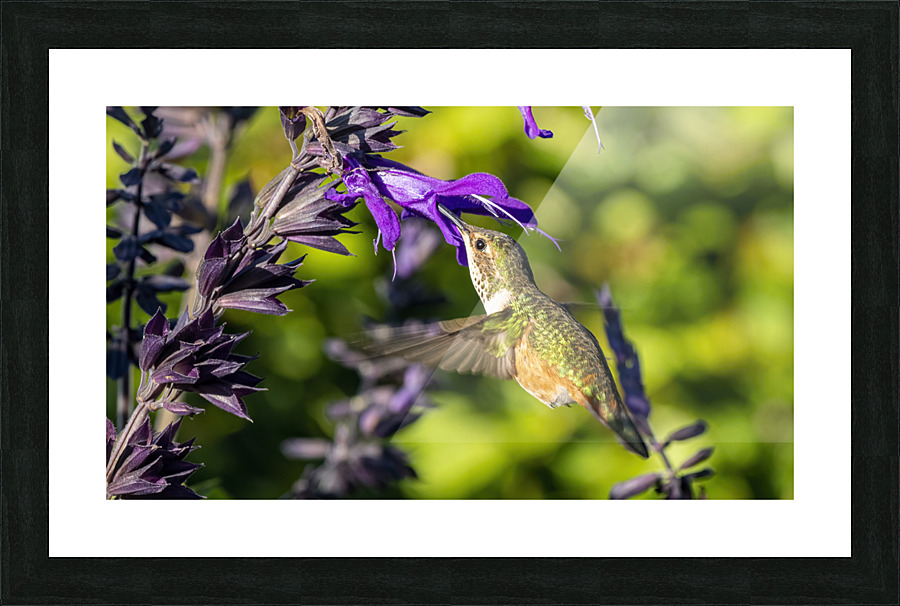 Hummingbird feeding Picture Frame print