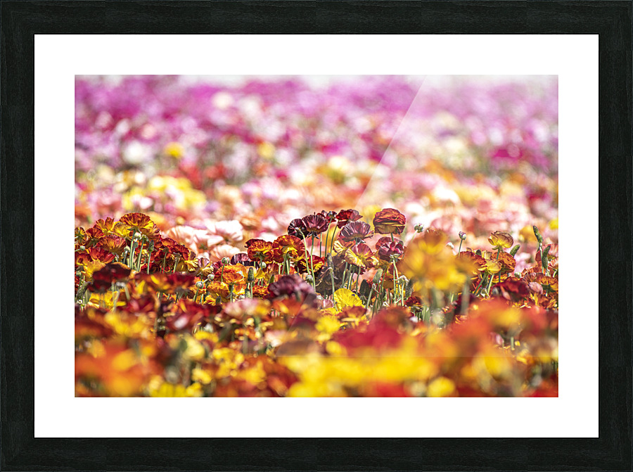 Flower field during spring Picture Frame print