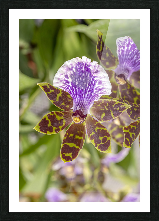 Blooming orchid Picture Frame print