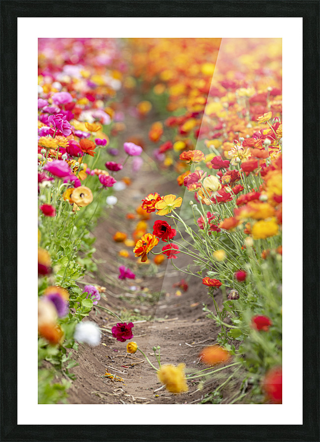 Ranunculus flowers in field Picture Frame print