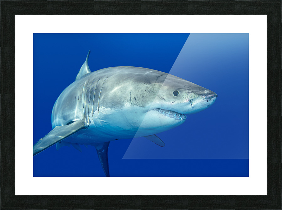 Great white shark Picture Frame print