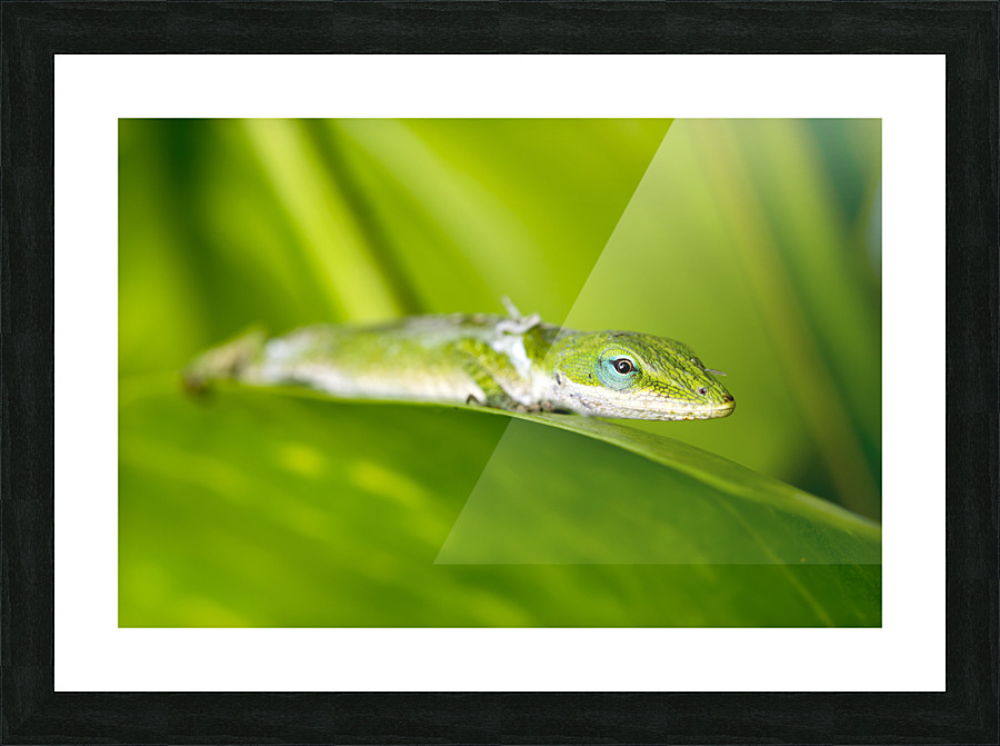 Gecko in rainforest Picture Frame print