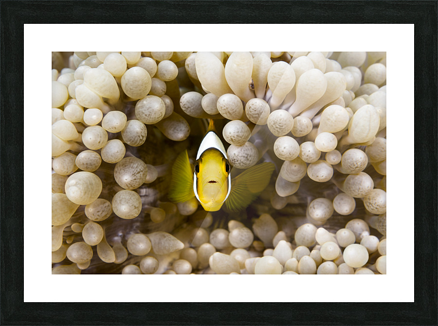 Yellow clownfish Picture Frame print