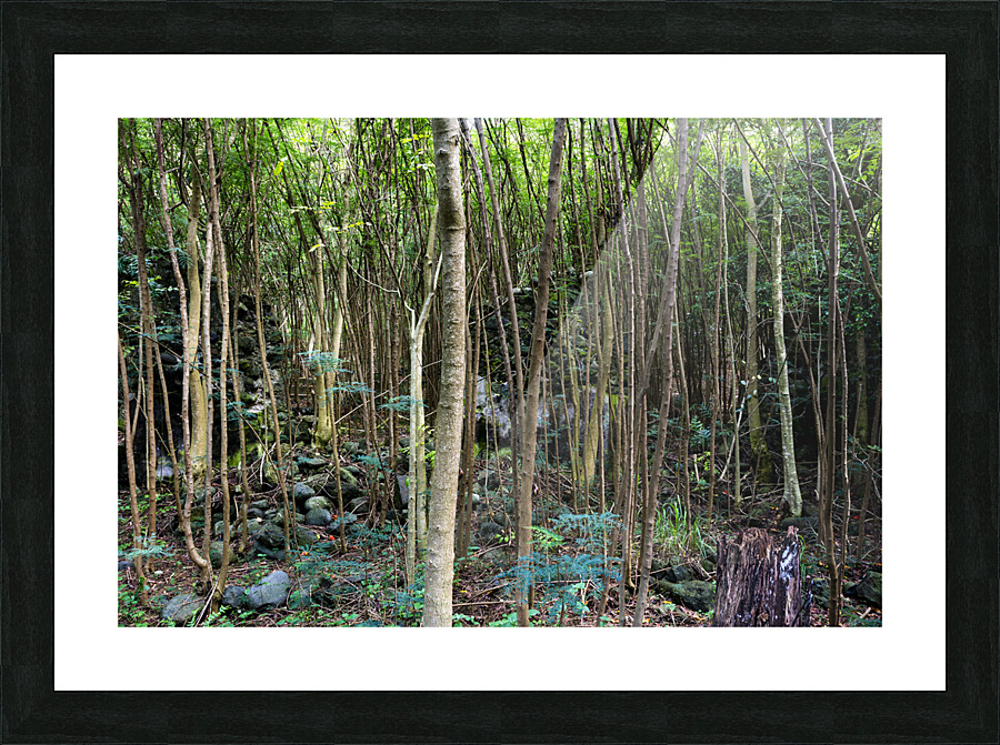 Thick rainforest Picture Frame print