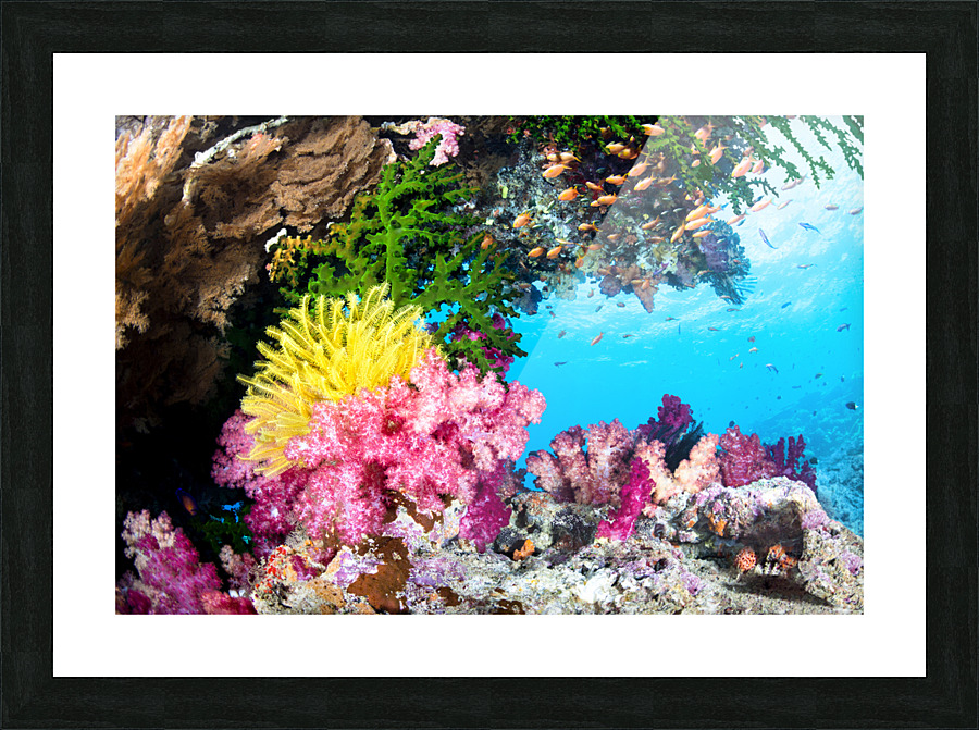 Exotic Coral Reef Picture Frame print