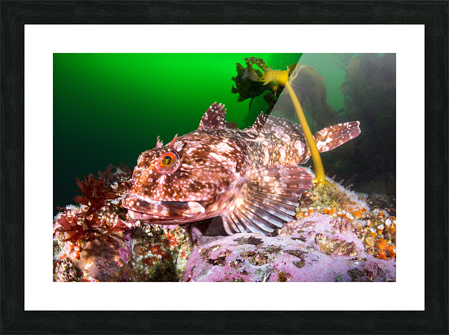 Cabezon Fish Picture Frame print