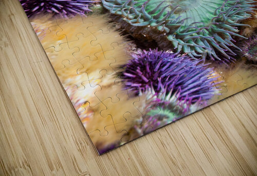 Anemones on reef Joe Belanger puzzle