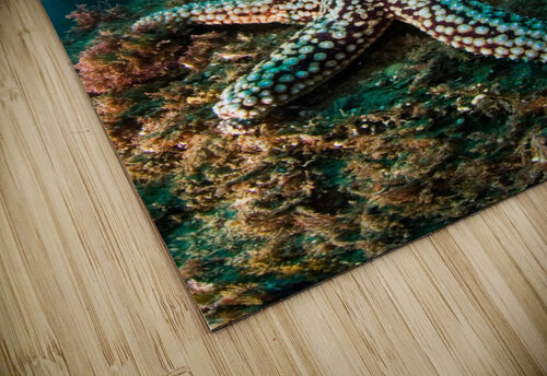Ocean reef scenery Joe Belanger puzzle