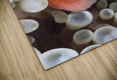 Clown Fish Joe Belanger puzzle