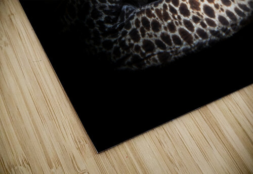 Leopard and laced moray eel Joe Belanger puzzle