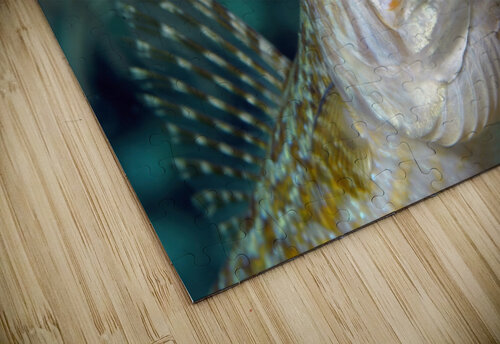 Hunting Lizard Fish Joe Belanger puzzle