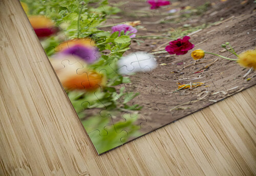 Ranunculus flowers in field Joe Belanger puzzle