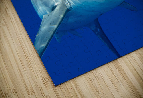 Great white shark Joe Belanger puzzle