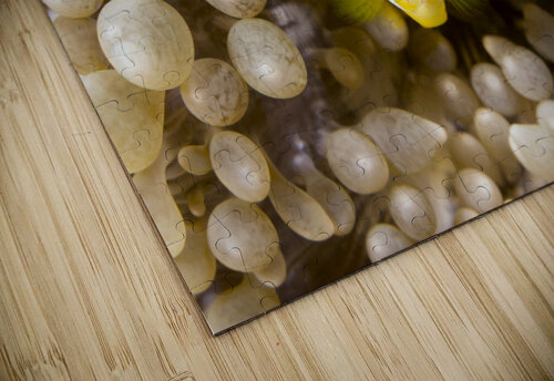 Yellow clownfish Joe Belanger puzzle