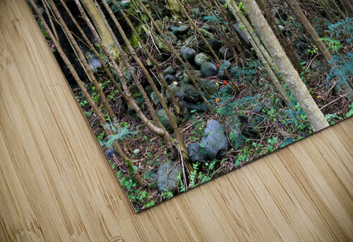 Thick rainforest Joe Belanger puzzle