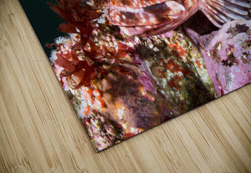 Cabezon Fish Joe Belanger puzzle