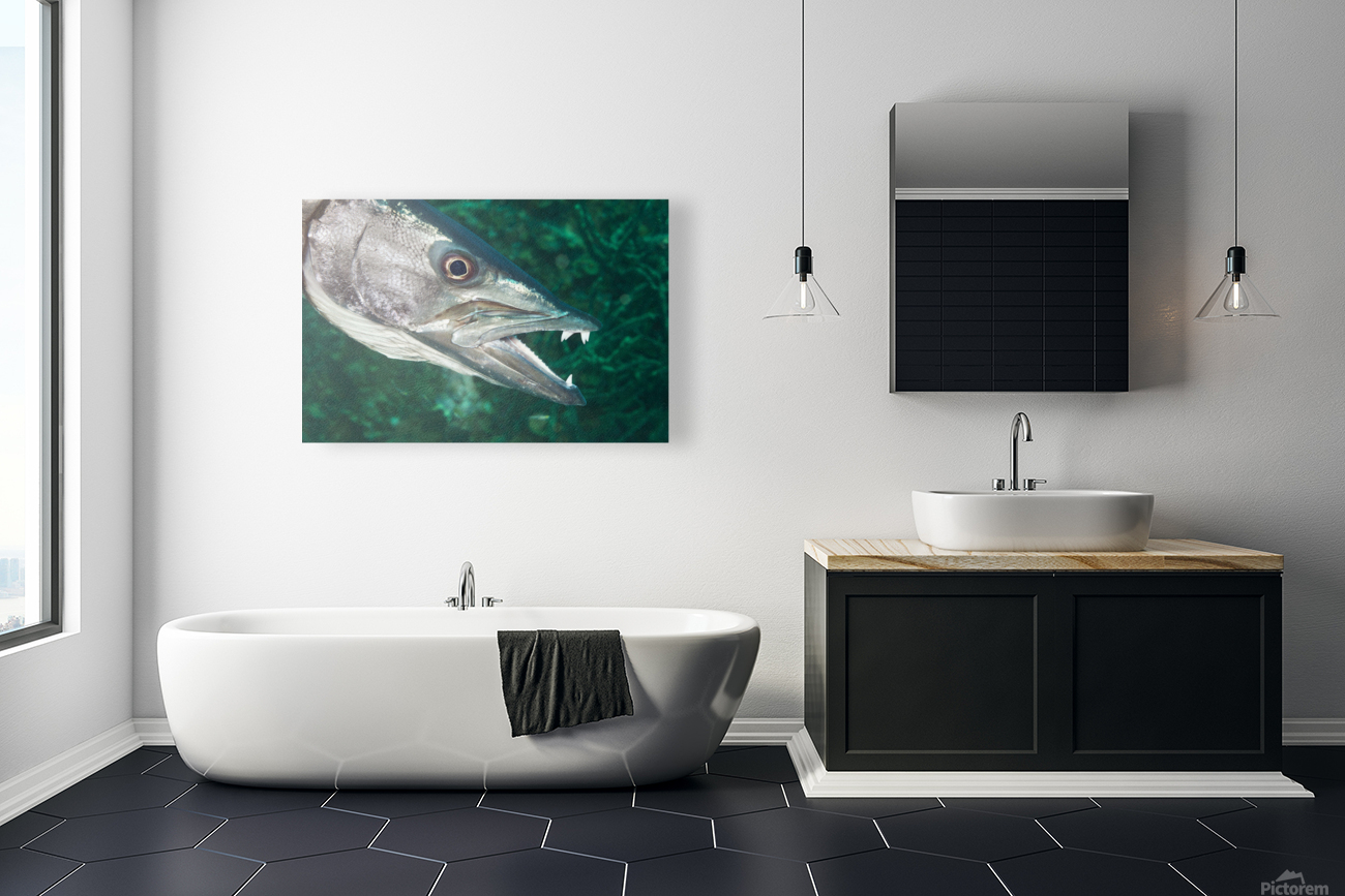 Barracuda Reproduction