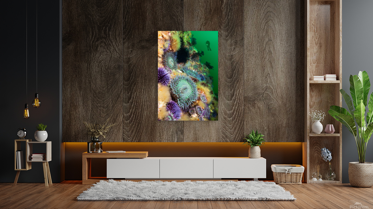 Anemones on reef Reproduction