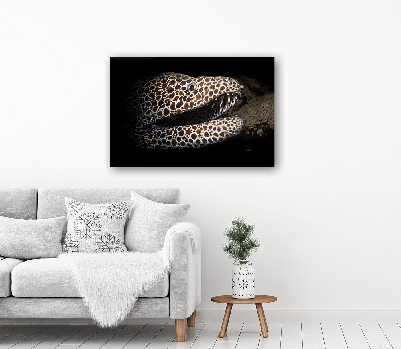 Leopard and laced moray eel Reproduction