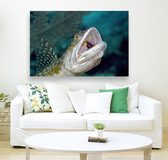 Hunting Lizard Fish Reproduction