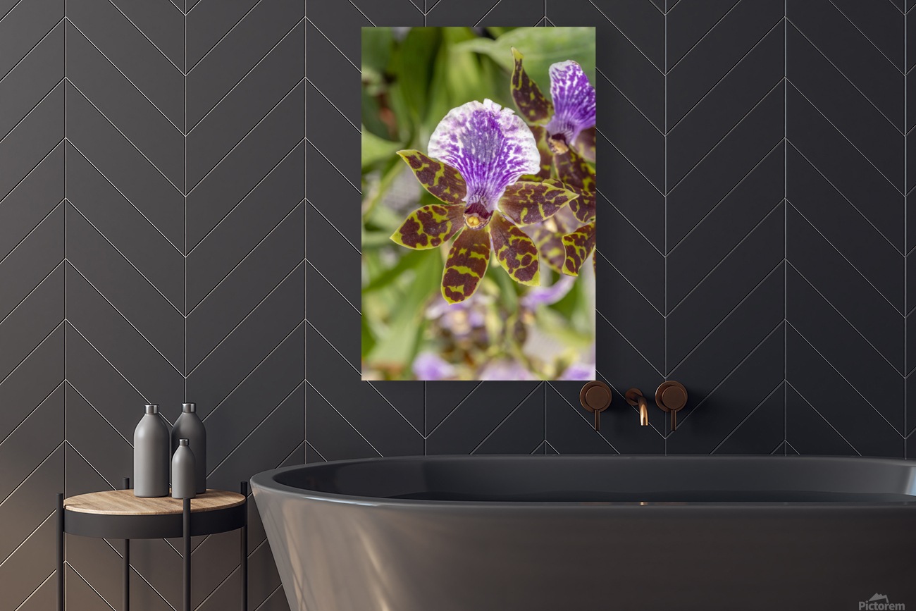 Blooming orchid Reproduction