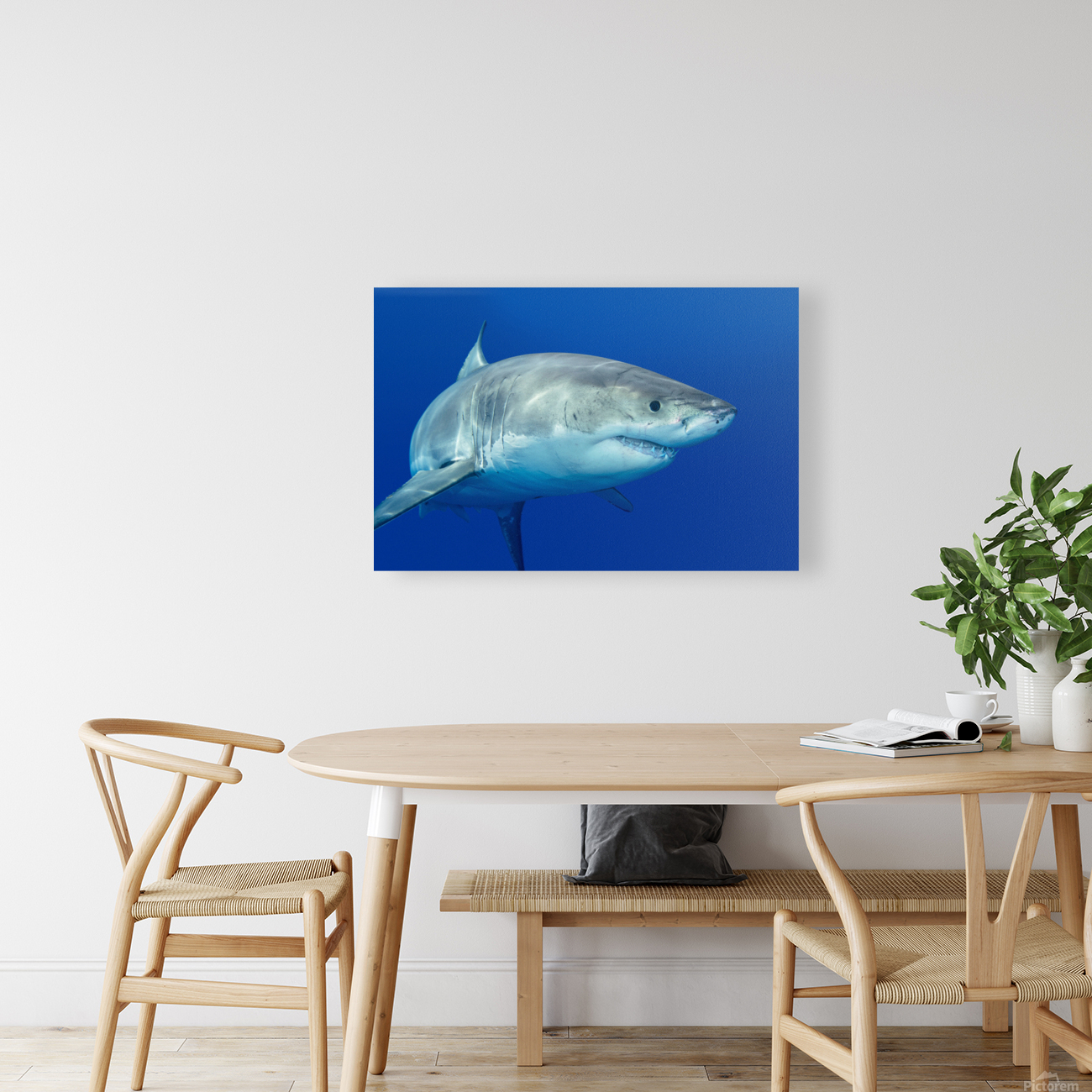 Great white shark Reproduction