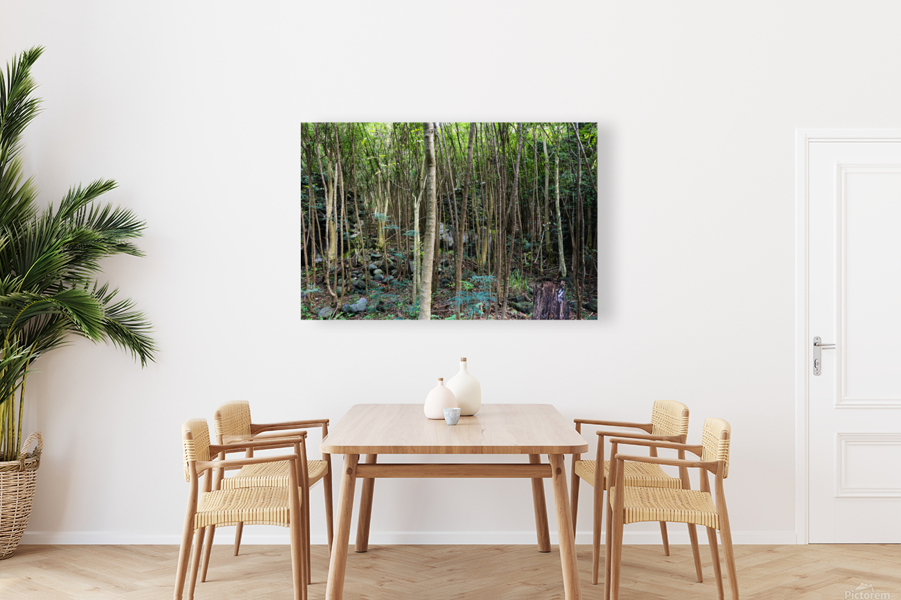 Thick rainforest Reproduction