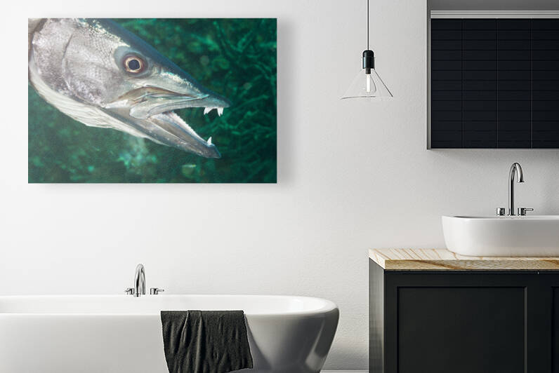 Barracuda by Joe Belanger
