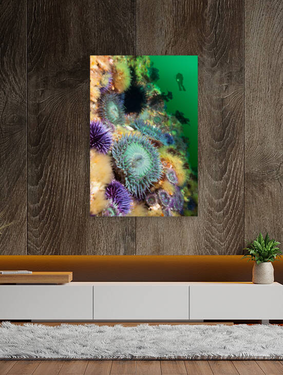 Anemones on reef by Joe Belanger