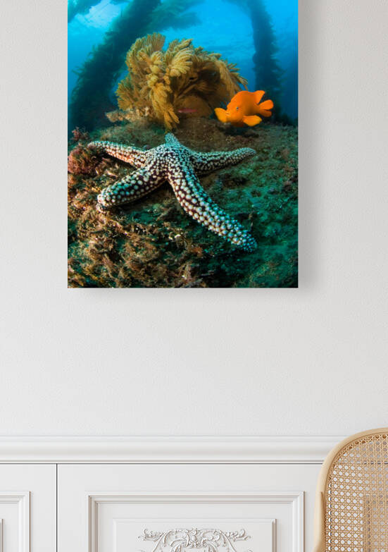 Ocean reef scenery by Joe Belanger