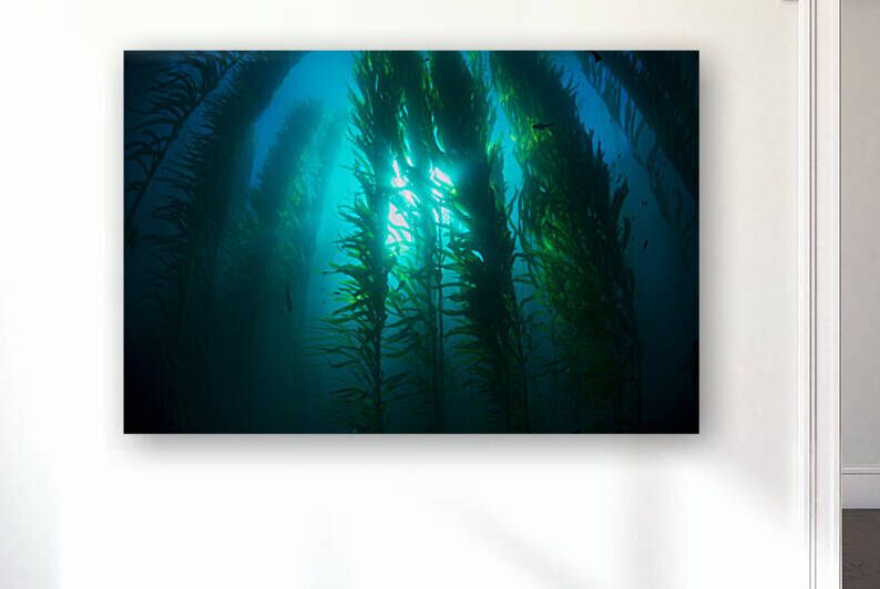 Kelp bed by Joe Belanger