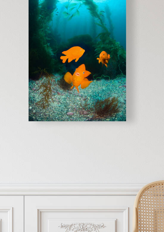 Orange fish on ocean reef by Joe Belanger